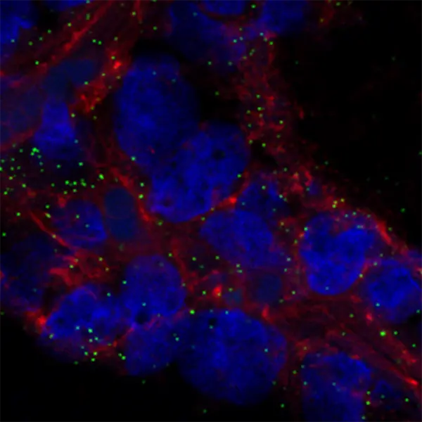 MAL-II H5 Viral binding mammary gland